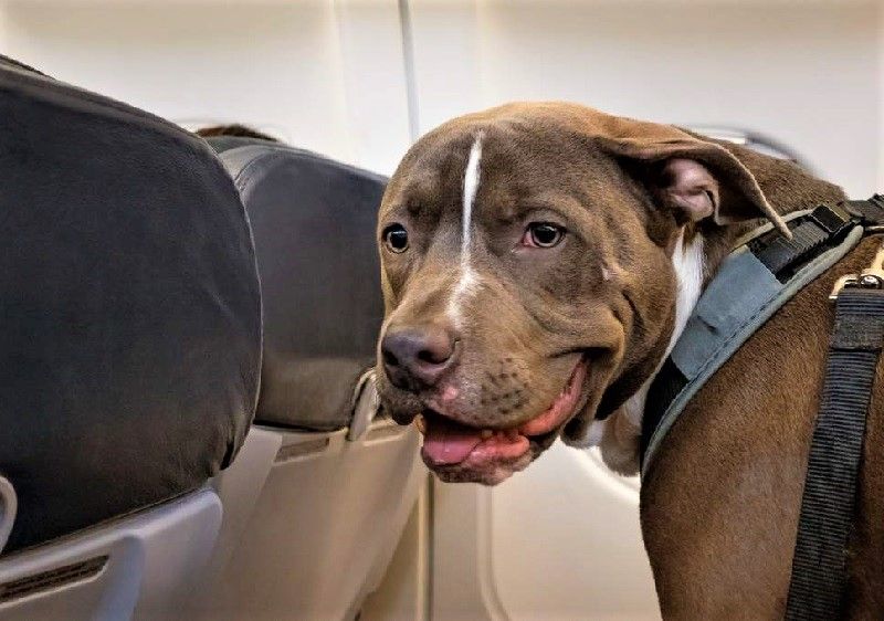 viajar perro grande avion